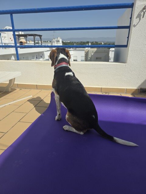  Beagle sitting on a purple yoga mat on a rooftop terrace in Tavira Portugal